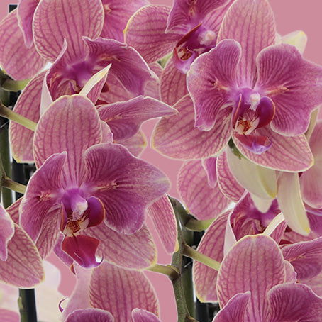 Florastic Collection
