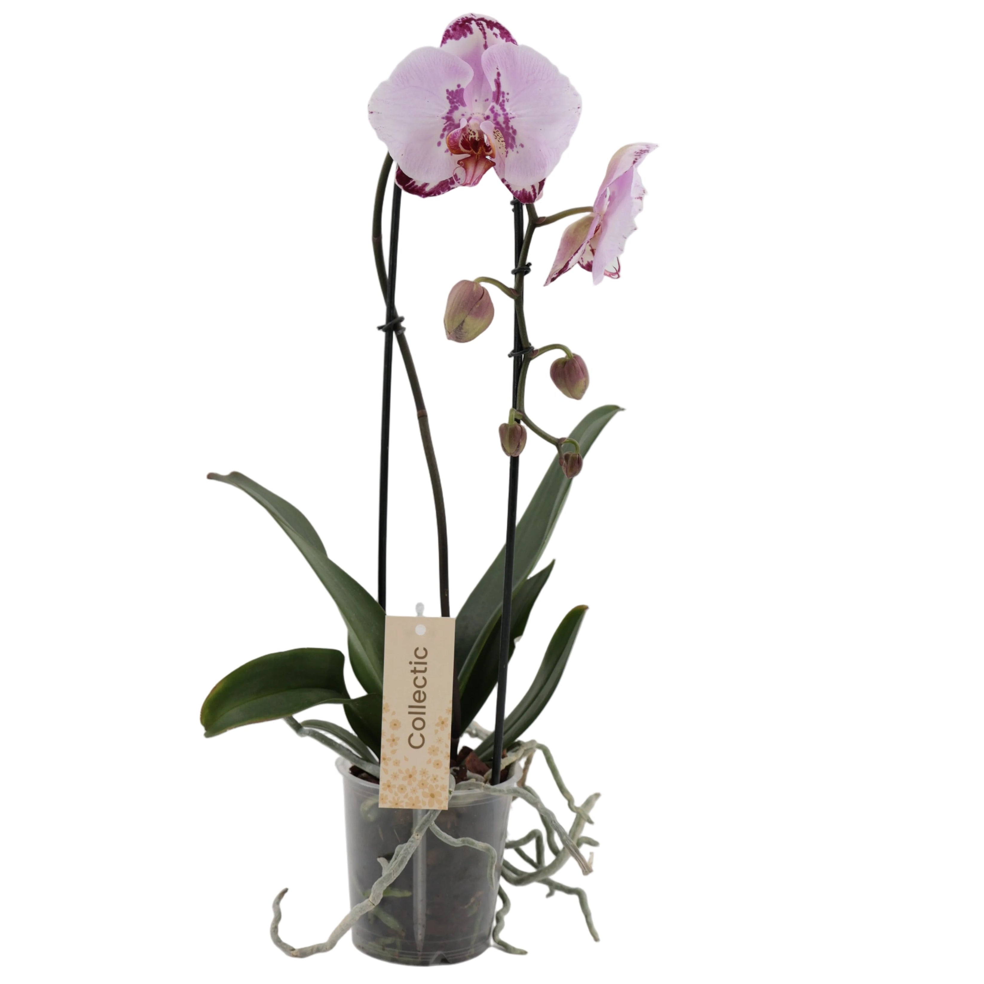 TEST 1