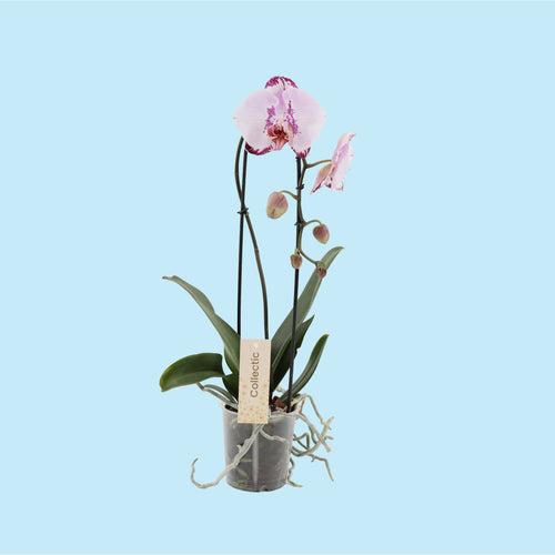 Phalaenopsis cascade vorm 1t ak met een grote bloem kleur roze/wit 